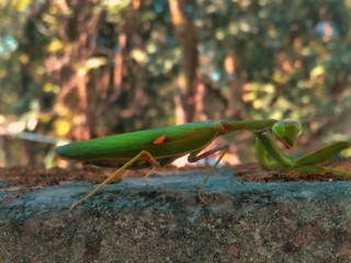 a praying mantis on a rock