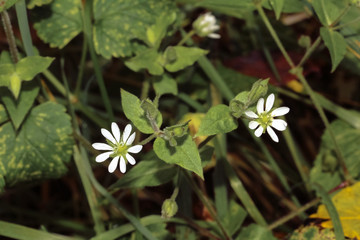 Sternmiere mit weißen Blüten, Wassermiere, Stellaria aquatica