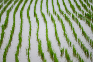 Rice seedlings in the Rice fields. 