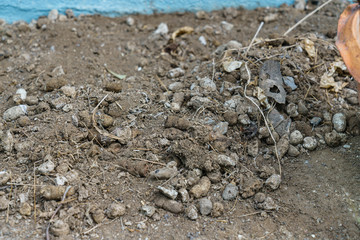 A pile of feces of stray cats that come to defecate in the backyard.