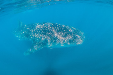 Naklejka premium Whale shark swimming close to the surface in crystal clear blue ocean