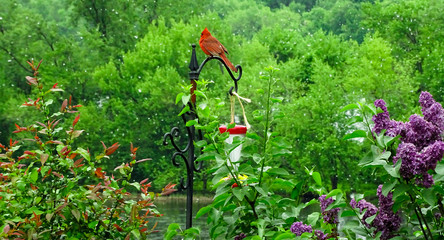 Amazing red bird in gargen