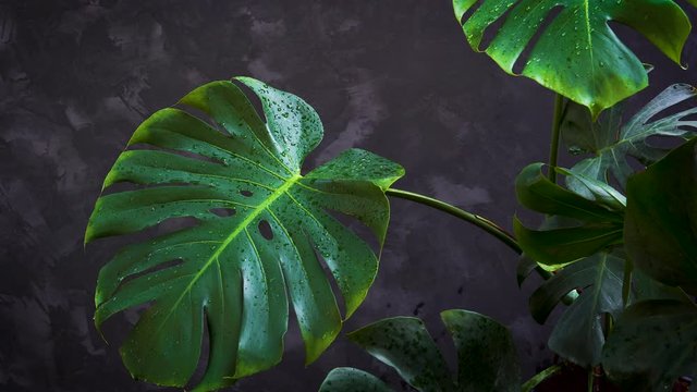 water drops on tropical leaf, green monstera foliage blown by the wind on dark wall background