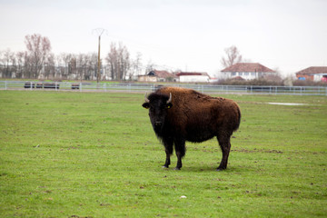 European bison © erika8213