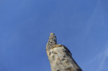 cross on the tree