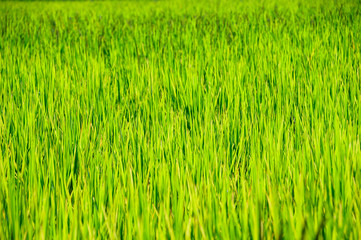 green young rice in a field background