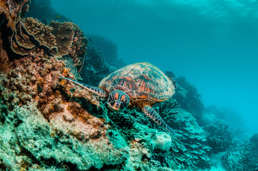 Green sea turtle swimming among colorful reef formations in clear turquoise ocean