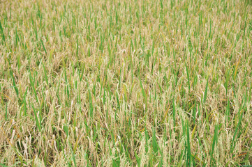 golden rice filed at noon photo may had noise and gain
