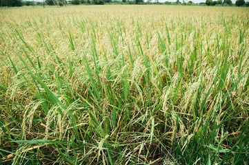 golden rice filed at noon