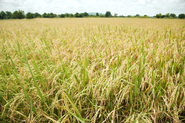 golden rice filed at noon