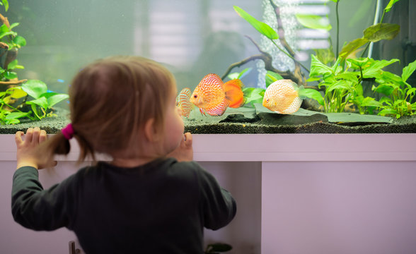 2 year old child indoors watching fish swiming in big fish tank, aquarium.