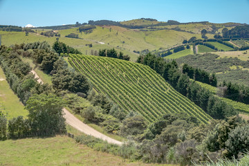 Vineyards of Waiheke Island, New Zealand - 339485155