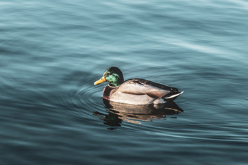 swan