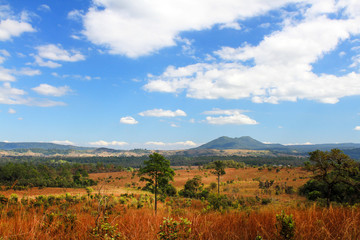Fototapeta na wymiar Landscape view of nature with pine tree, dry grass field with mountain, blue sky and clouds background at Thung Salaeng Luang national park, Phitsanulok, Thailand selective focused at mountain 