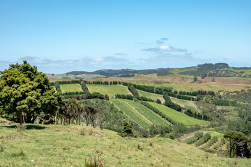 Fototapeta na wymiar Waiheke Island vineyards, New Zealand