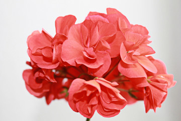 Red flower on white background
