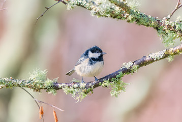 Cole tit - Inverness