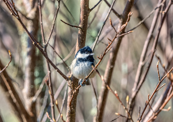 Cole Tit - Inverness