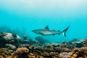 Grey reef shark swimming over a coral reef