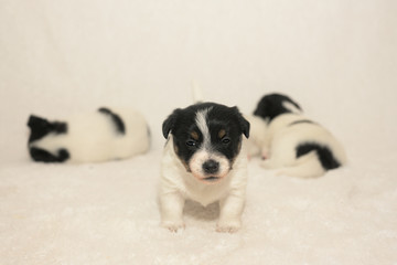 Pups 3,5 weeks old. Purebred newborn very tiny Jack Russell Terrier puppy dogs plays with the siblings