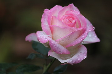 pink rose with dew drops