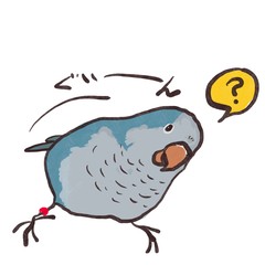 首をかしげて見つめてくるオキナインコ３