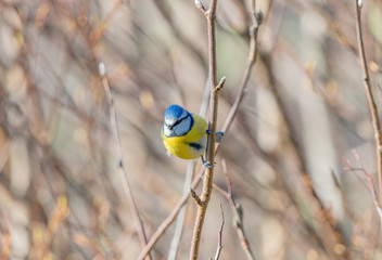Blue tit - Inverness