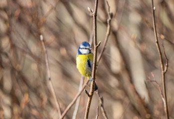 Blue tit - Inverness