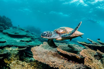 Fotobehang Green sea turtle swimming among colorful coral reef in beautiful clear water © Aaron
