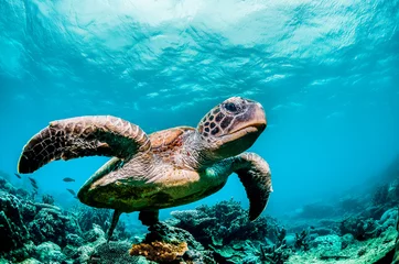 Poster Im Rahmen Grüne Meeresschildkröte schwimmt zwischen bunten Korallenriffen in wunderschönem klarem Wasser © Aaron