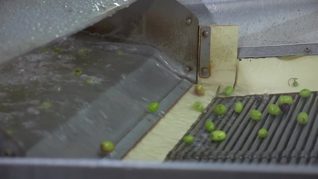 Industrial machinery washing olives to be cold-pressed as part of the olive oil production process during harvest season