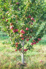 Fototapeta na wymiar Apple tree 