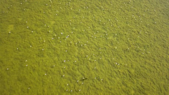 Drone shot, tilt down view over greenish water lagoon populated by seagulls. Located in the mediterranean area of Europe. Some seagulls are flying over the water.