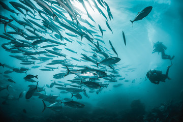 Fototapeta na wymiar Schools of barracuda and jack fish swimming in clear blue water with divers watching in the background