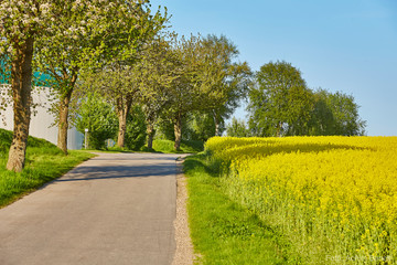 raps blüte schleswig holstein