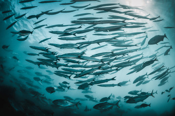 Pelagic fish schooling together in crystal clear water