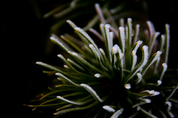Naklejka na ściany i meble frozen plant in frozen morning