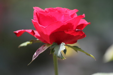 red rose on a green background