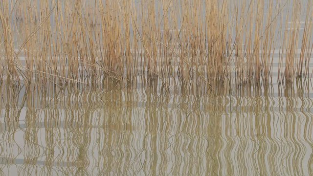 Cane Thicket Reflection on Small Lake Waves
