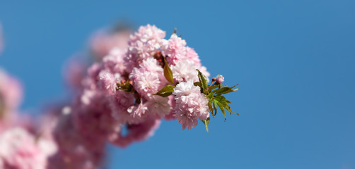 Sakura tree flowers