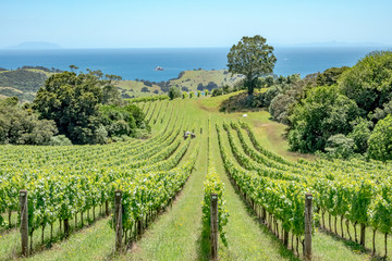 Fototapeta na wymiar Waiheke Island vineyard