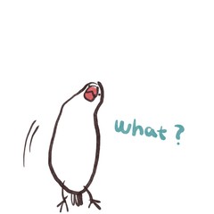 首を傾げる　白文鳥　what?