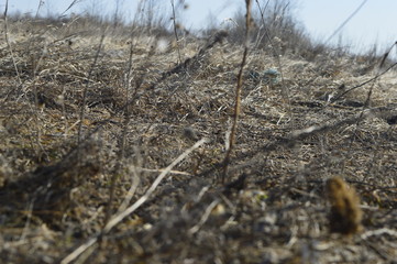 dry grass on the beach