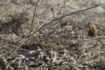 dry grass in the forest