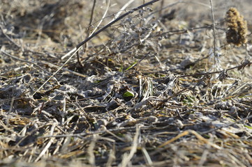 dry grass in the forest