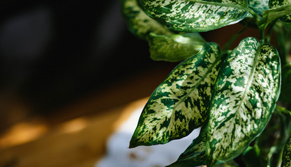 Green leaves in the garden. Background. Beauty.