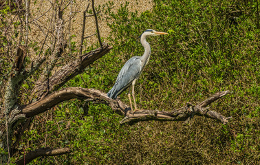 Fototapeta premium Grey Heron - Ardea cinerea