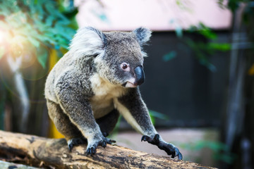 Fototapeta premium A wild Koala climbing the branch