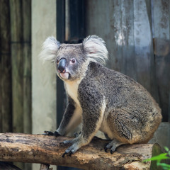 A wild Koala climbing the branch