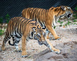 Two tigers walked in to find what they were interested in.